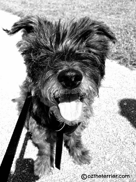 Oz the Terrier is happy he is a senior dog - celebrate National Senior Pet Month