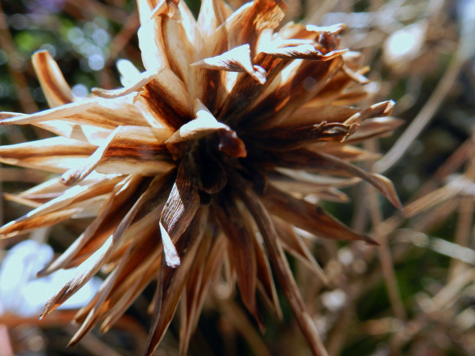 The Paddock Dead dahlias