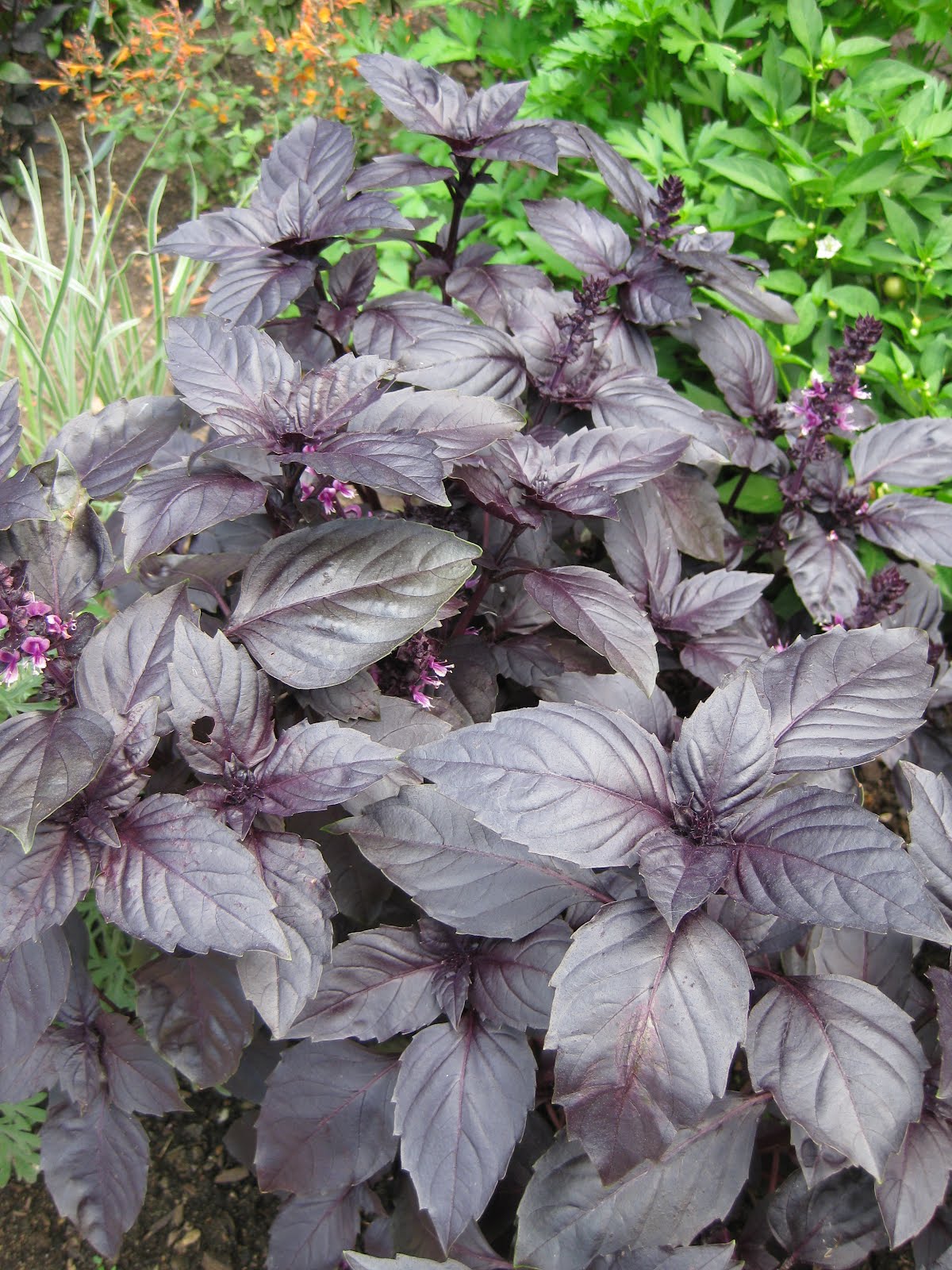 Rotary Botanical Gardens Hort Blog The Ornamental Side Of Basil