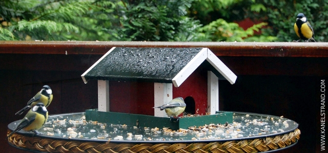 great tits feeding