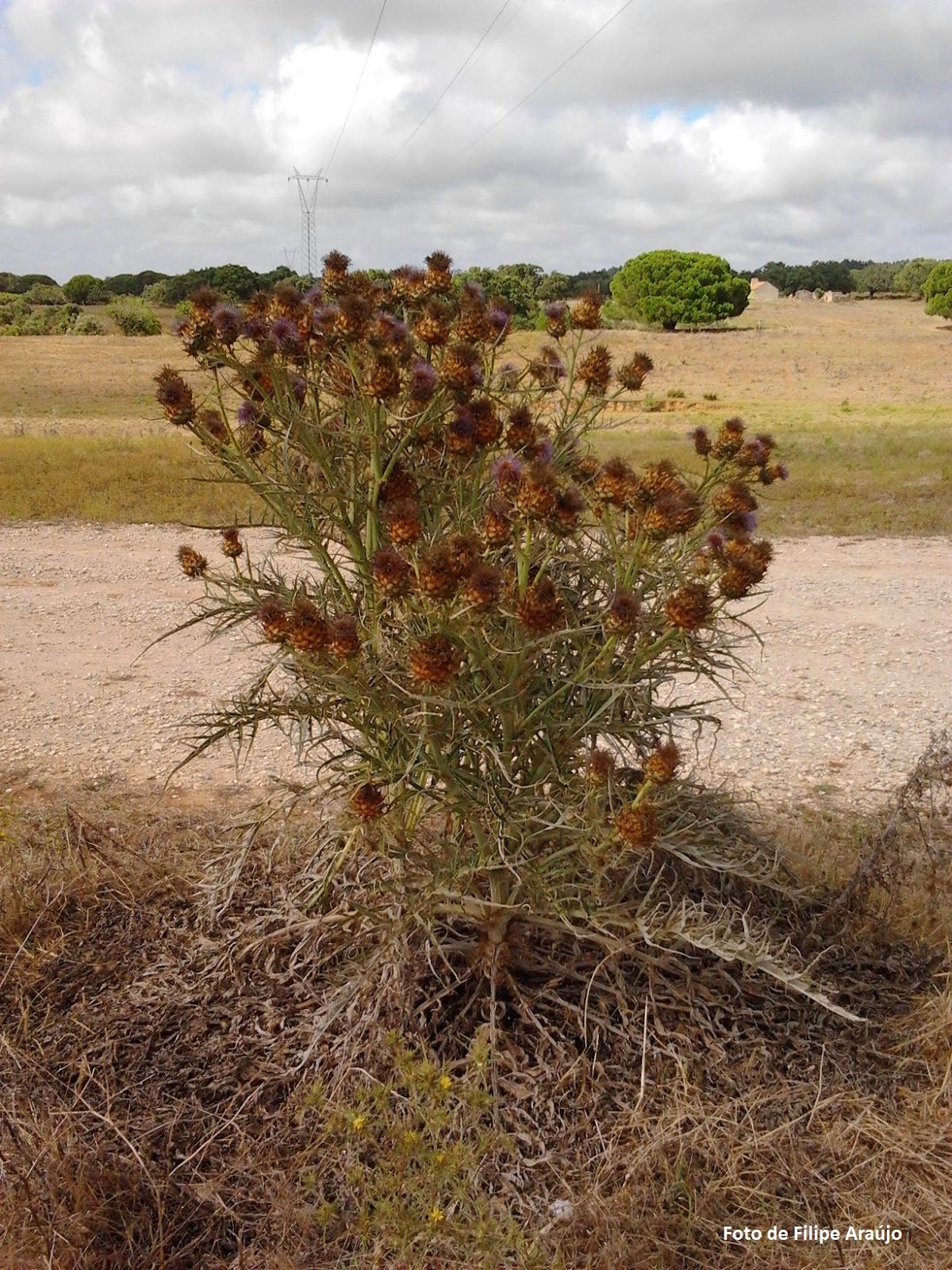 Alcachofra-brava (Cynara humilis)