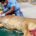 Μια δύσκολη αποστολή! Σώζοντας τα ζώα στο ζωολογικό κήπο της Γάζας...