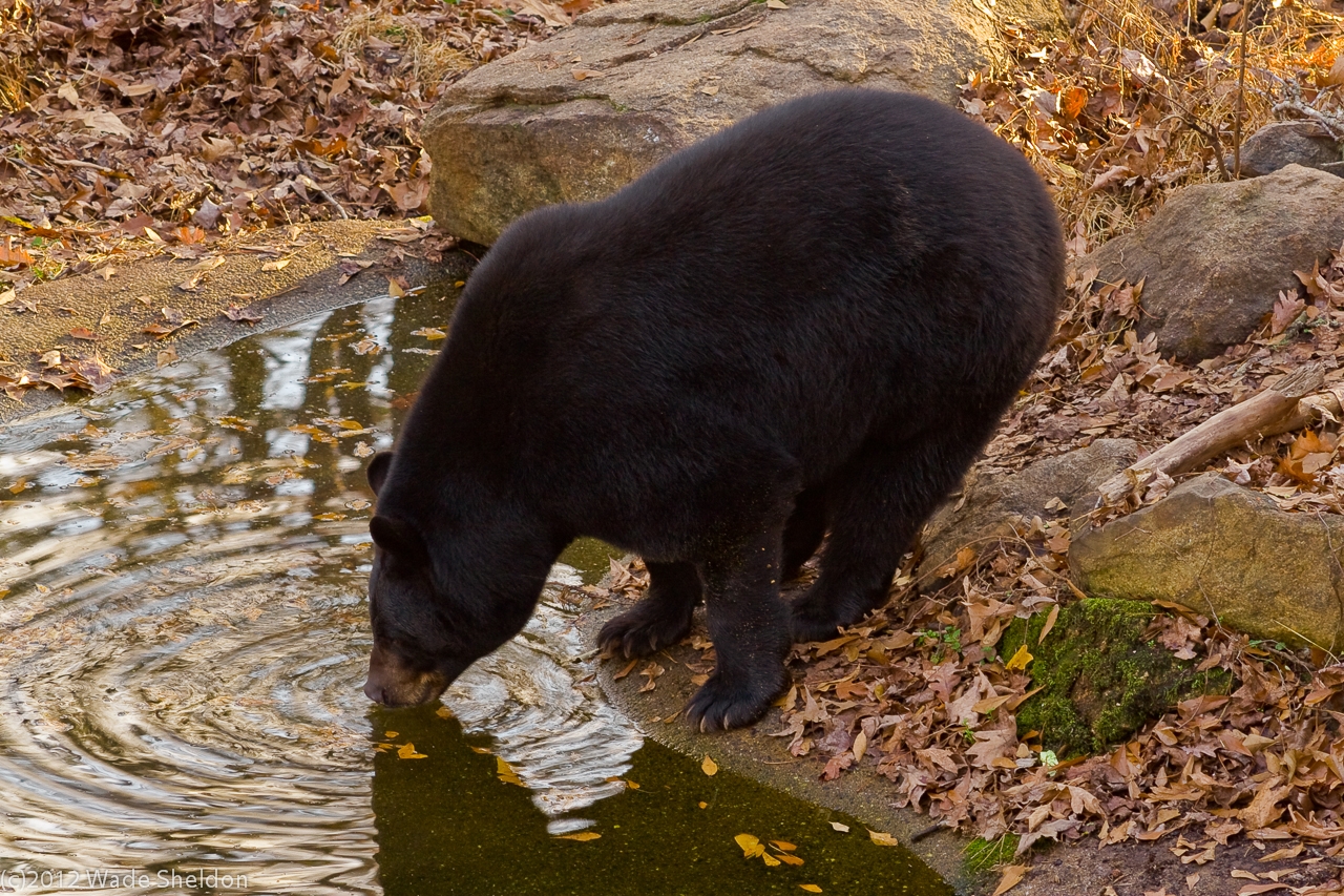 green tree frog – Think at the Sink