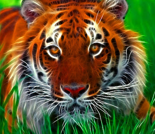 Funny Pictures Gallery: Javan tiger, javan tigers, java tiger, javan