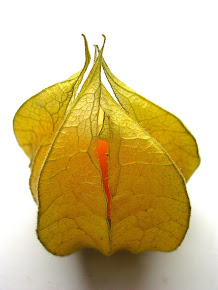 Physalis, Kapstachelbeere (Physalis peruviana)