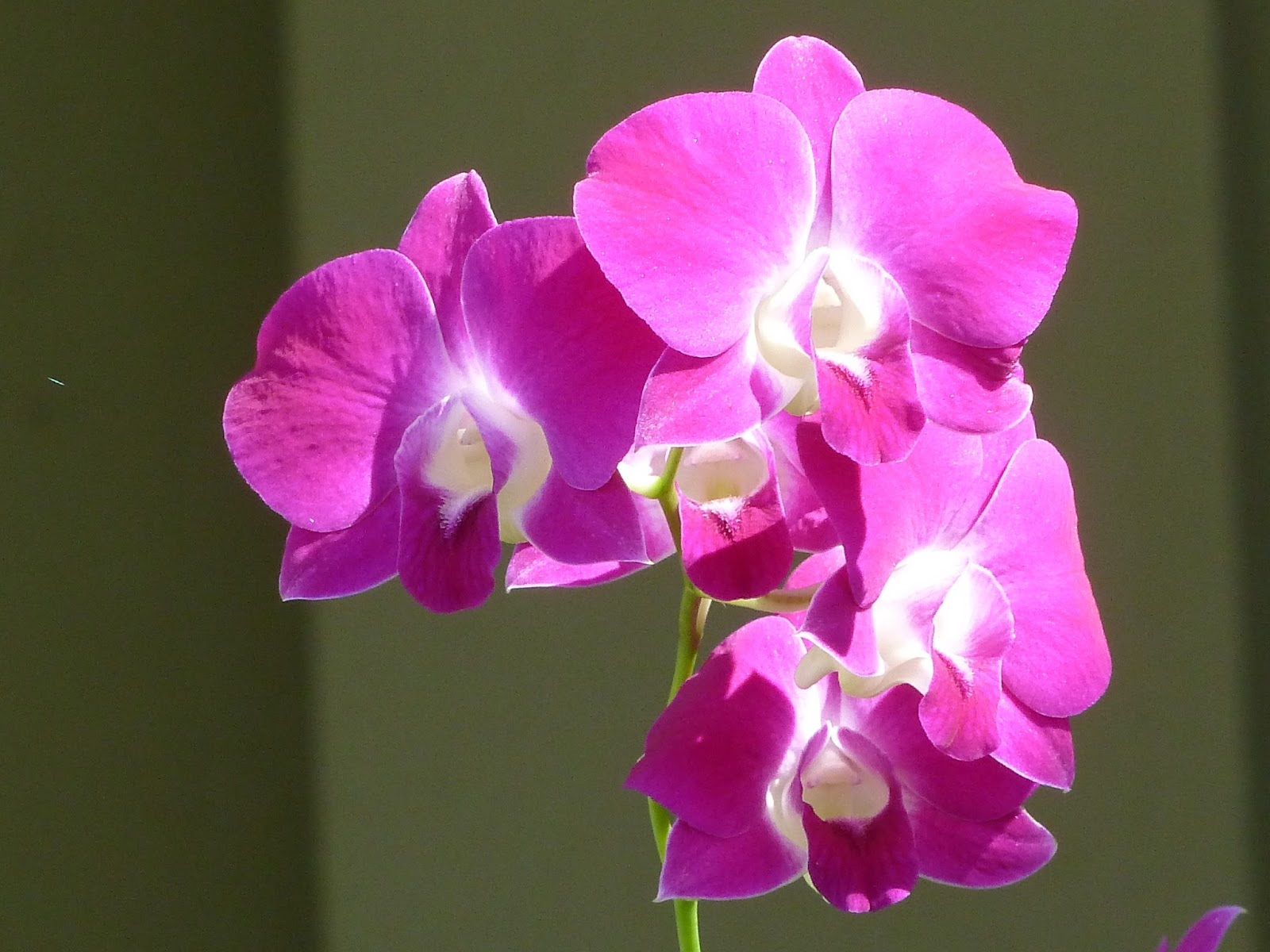 A Thousand Reasons Happy Valentine Saying it with Orchids & “Desired