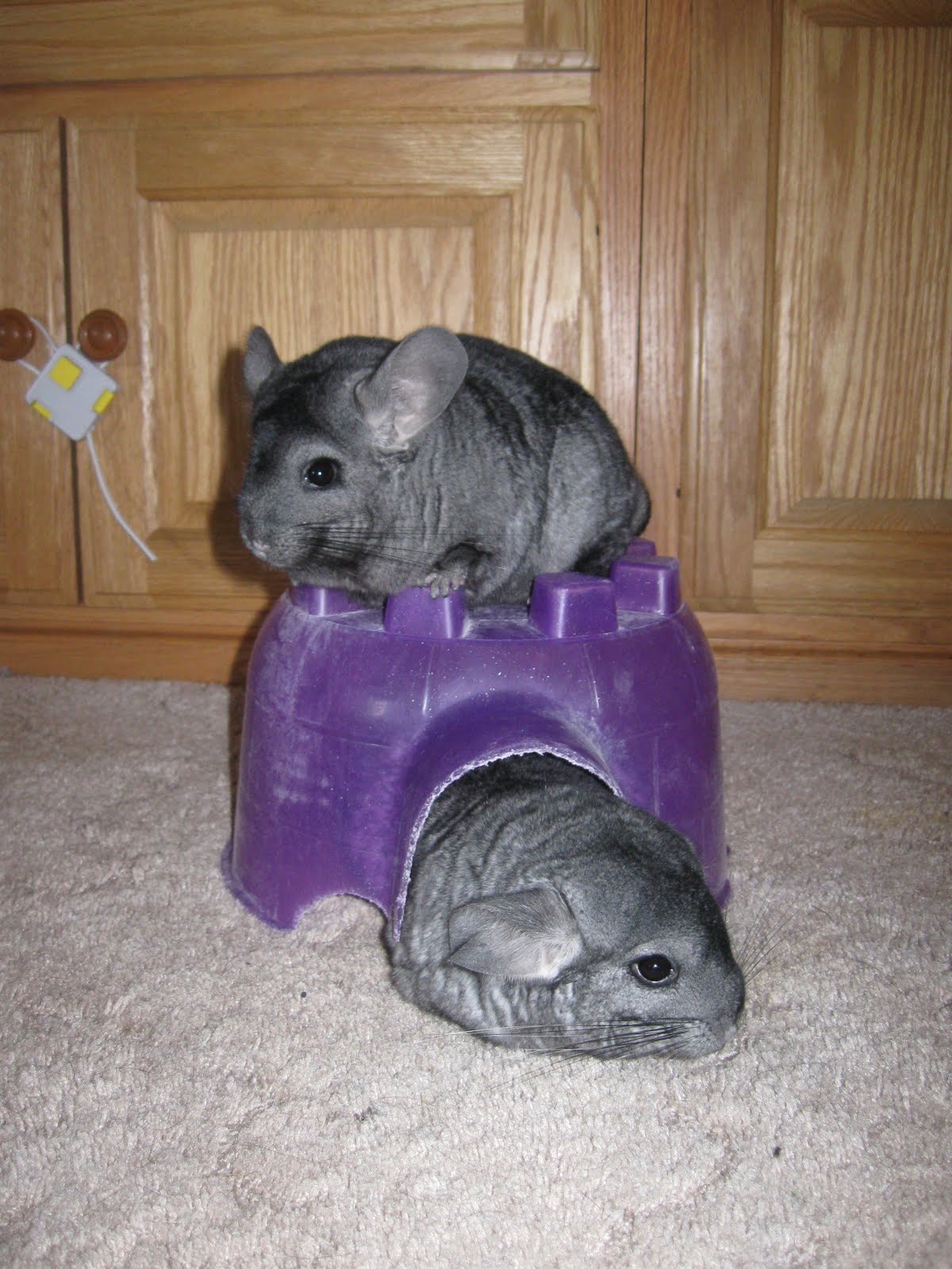Butterflies and Rainbows Chinchilla for sale!