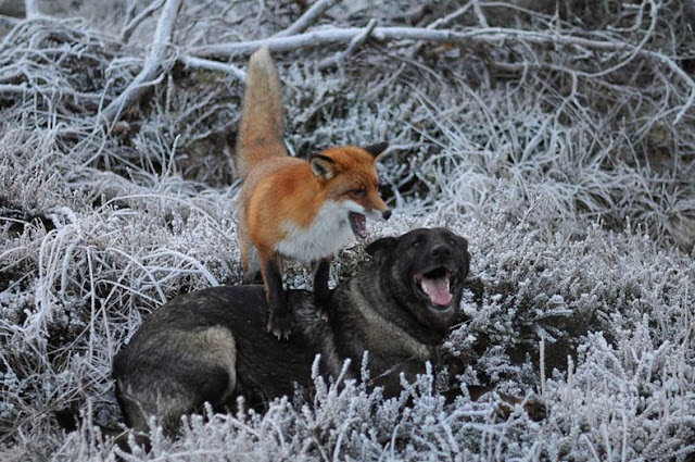 Amistad entre un Perro Noruego y Zorro Zalvaje