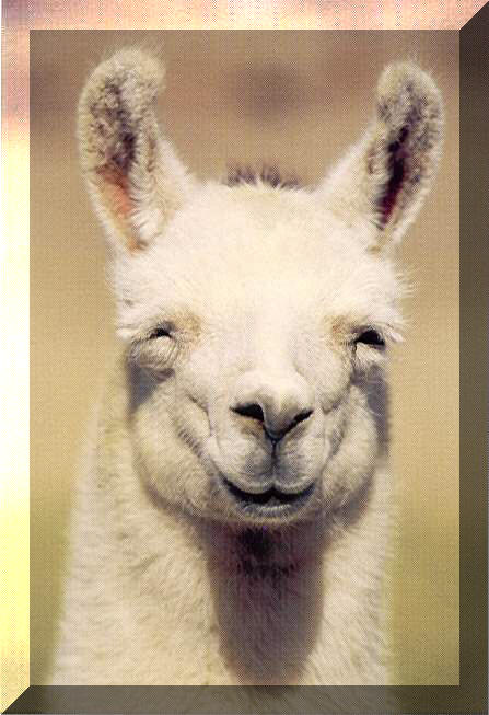 llama-happy.jpg