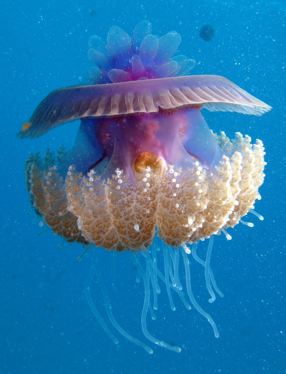Real Monstrosities Cauliflower Jellyfish, Cephea