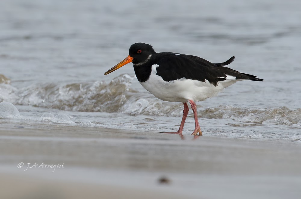 Ostrero euroasiatico, Haematopus ostralegus, Eurasian oystercatcher Ostrero euroasiatico, Haematopus ostralegus, Eurasian oystercatcher