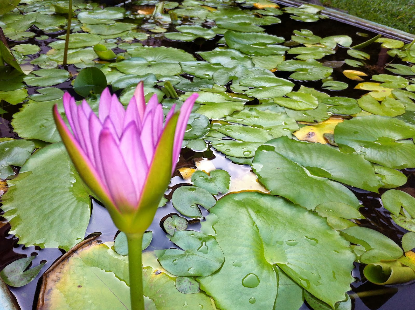 Penang Buddhist Association