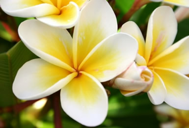 Tropical Flowers Wallpapers Tropical Flowers