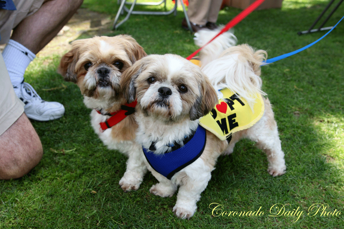 adoption shih tzu coronado daily photo adopt these shih tzu s adoption shih tzu coronado daily photo adopt these shih tzu s