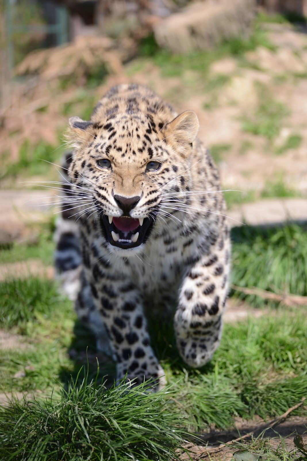 Paradise Zoo News What is the point of zoos?