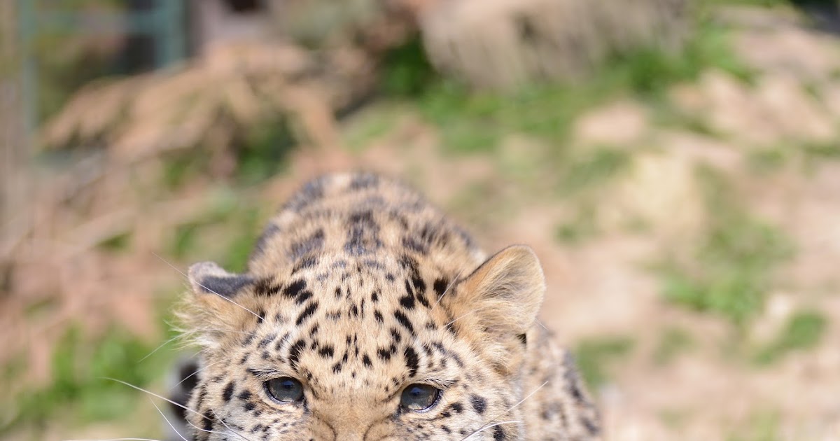 Paradise Zoo News What is the point of zoos?