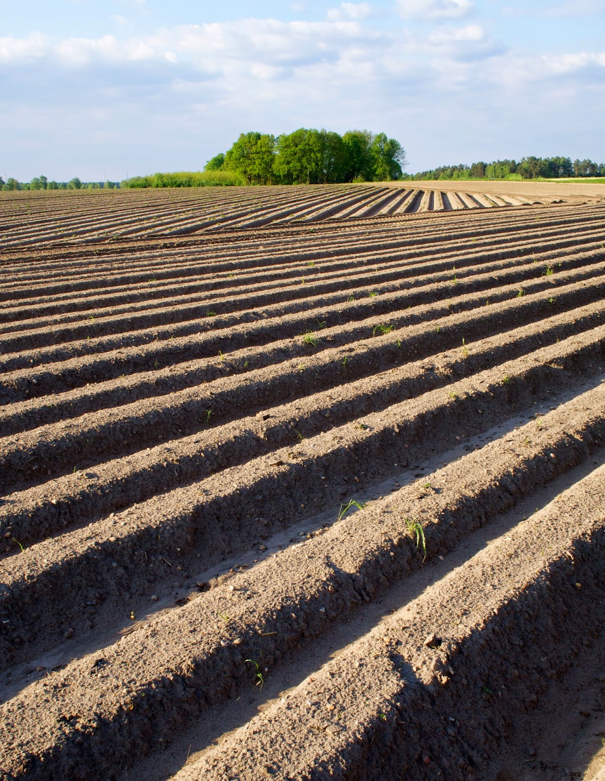 Calluna Magazin September 2017