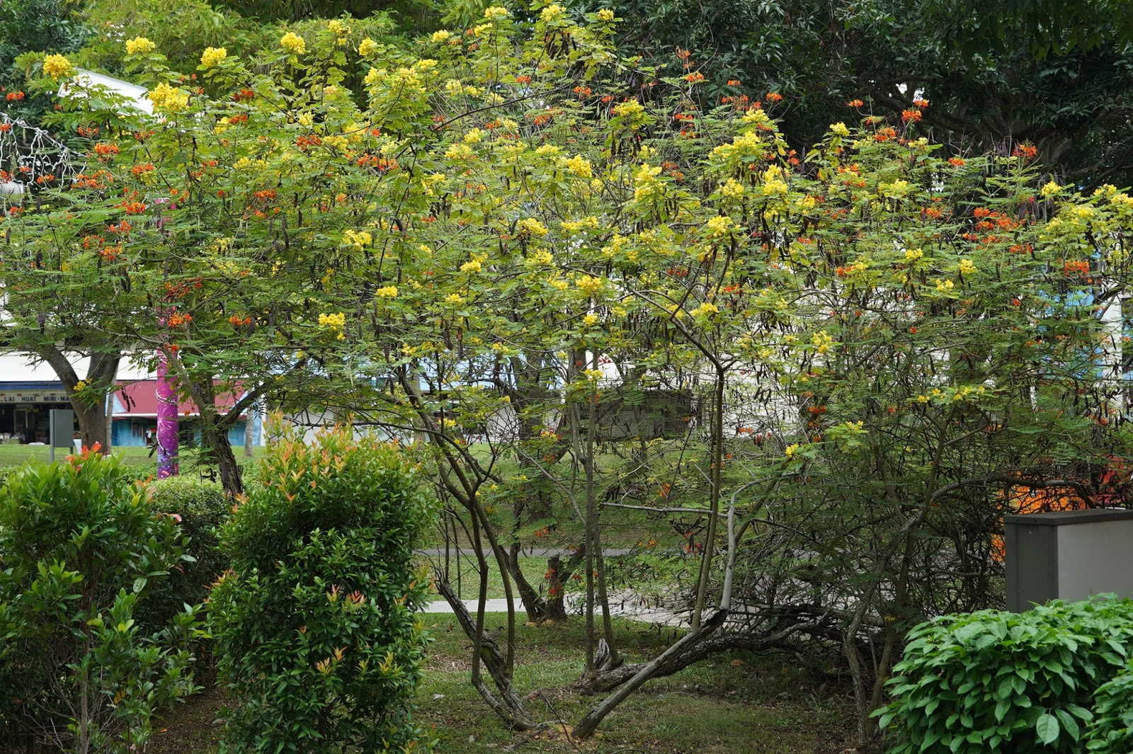 16 Medicinal Plants To Keep In Your Home Proflowers