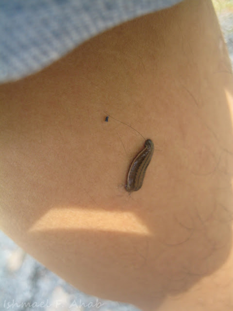 Leech in Phukhieo Wildlife Sancrtuary, Thailand