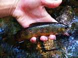 Protect RI Brook Trout