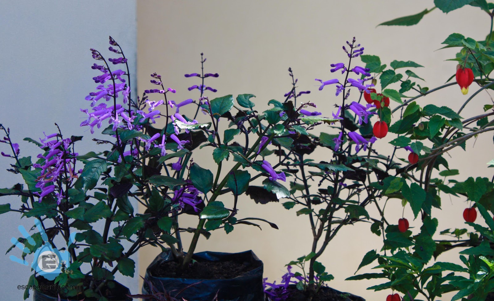 Day Trip to Valencia, Bukidnon Escape Manila