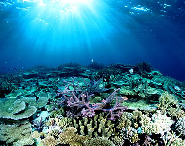 Great Barrier Reef Great Barrier Reef