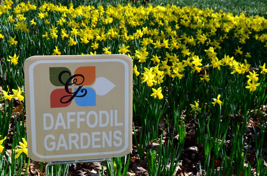 Daffodil Festival at Gibbs Gardens