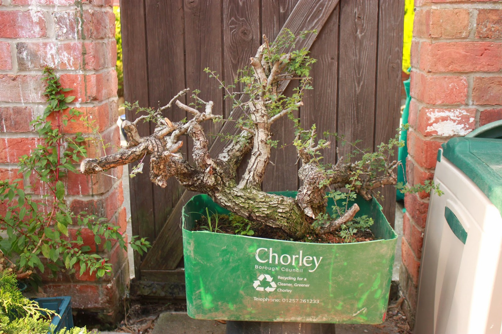 Yamadori Art UK Two Large Hawthorn Yamadori