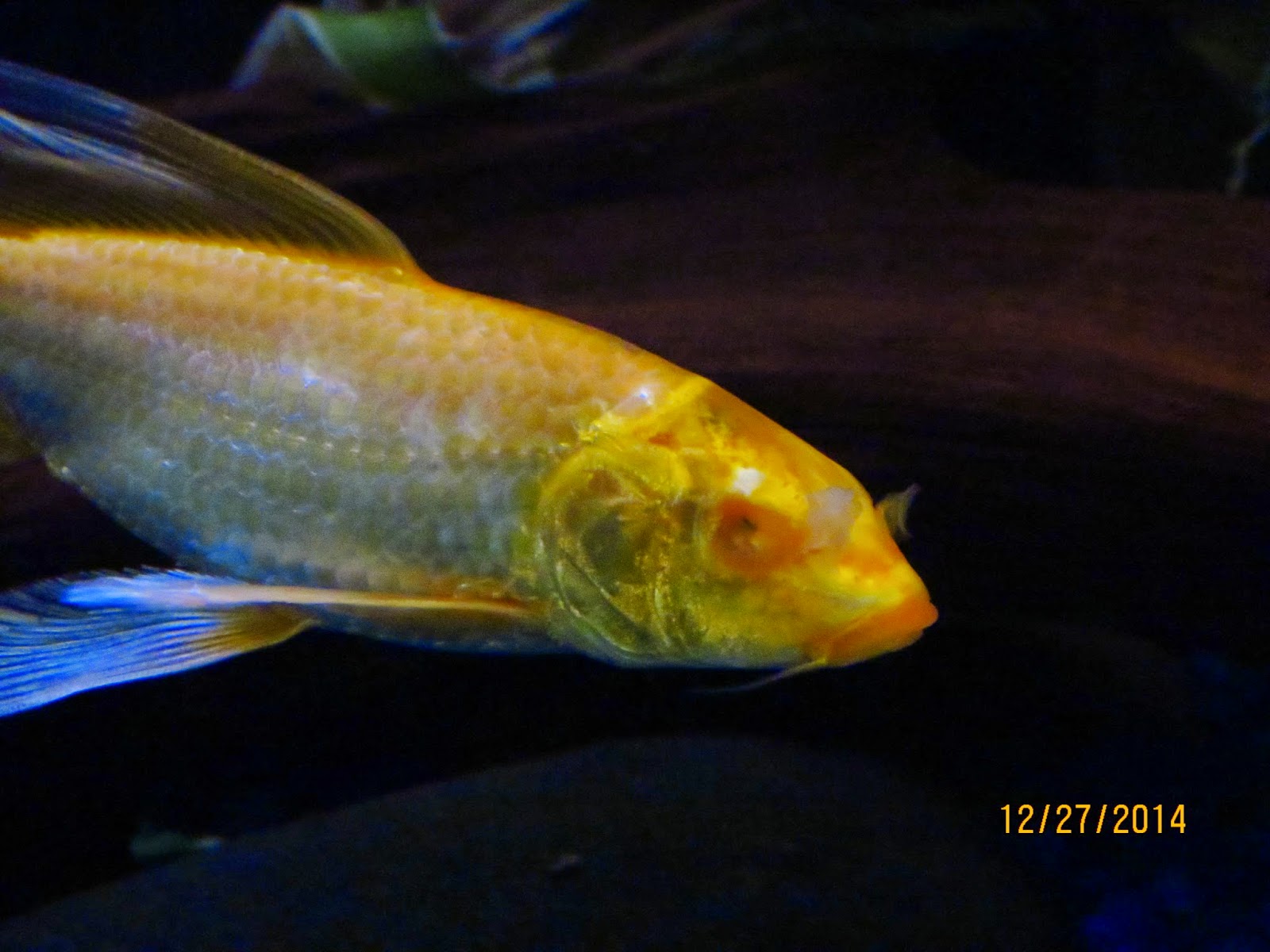 Animals In the Shadows Cyclops