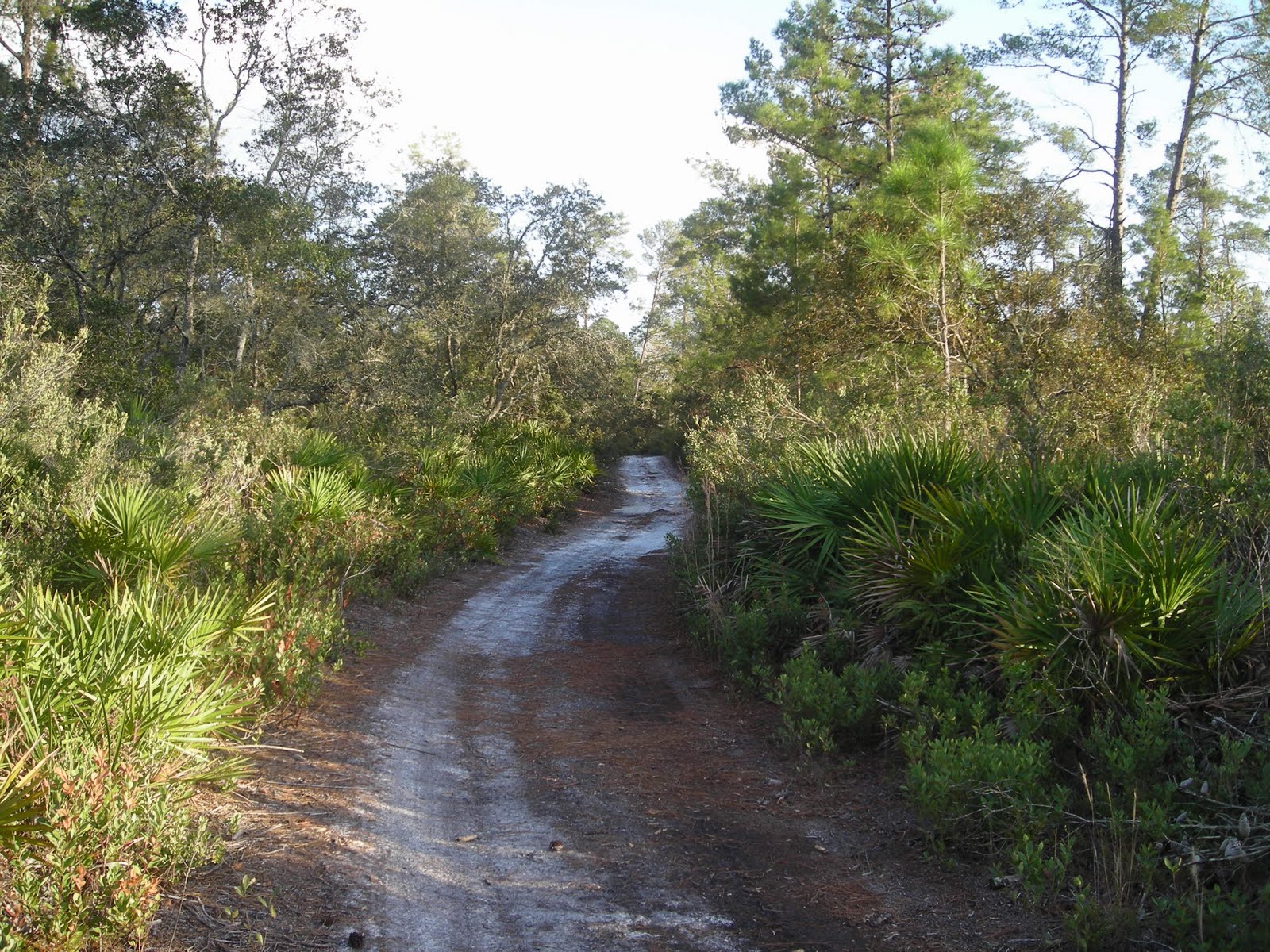 sand pine scrub