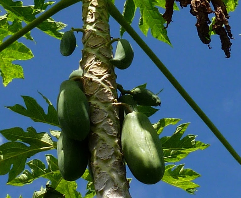 Guam Firehouse Cook Papaya!!!! The Natural Meat Tenderizer.....