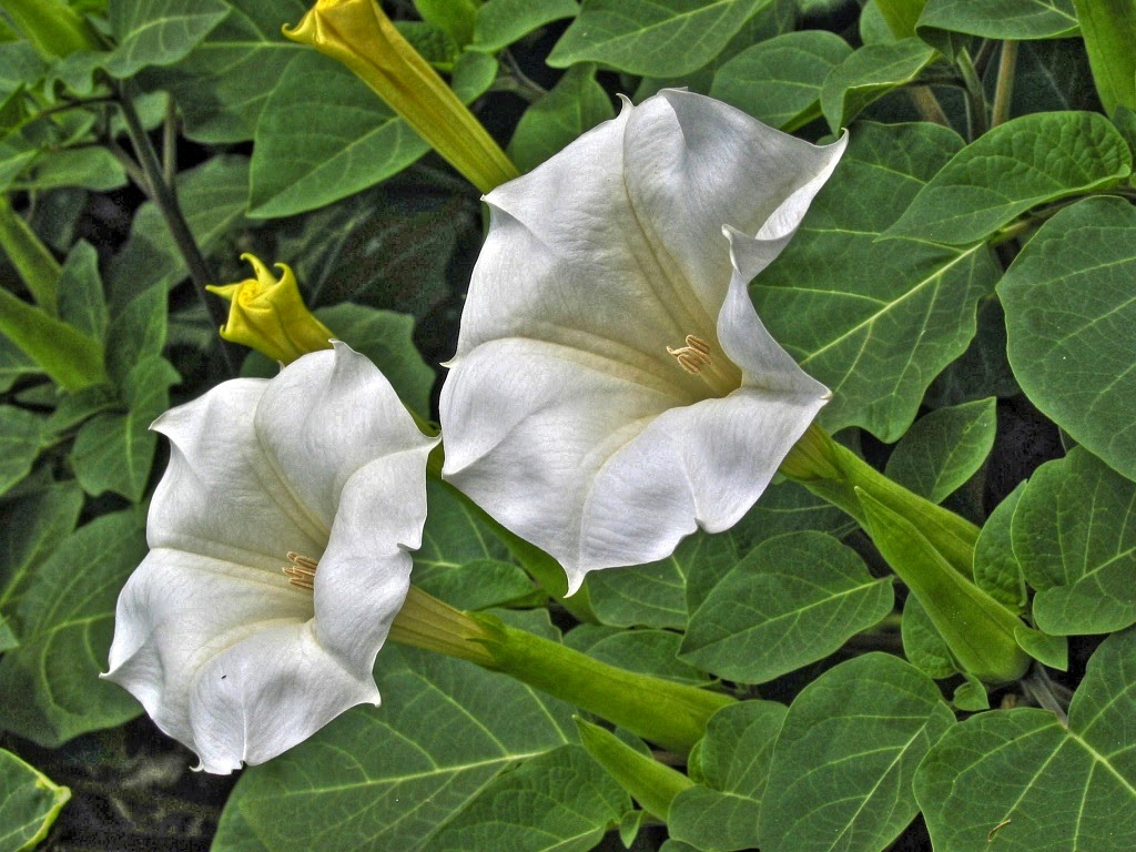 Flower Homes Datura Flowers