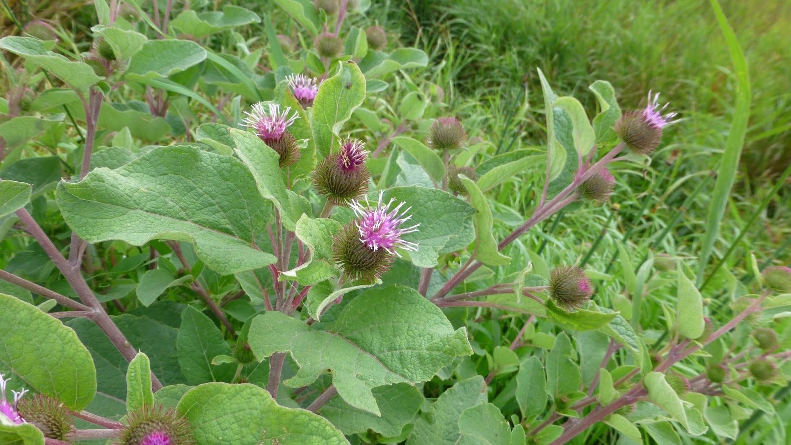 Feathers Fur and Flowers Wildflowers from Upper Michigan