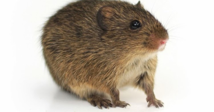 Study Says Rat Can Sing Like Human - Unbelievable Info