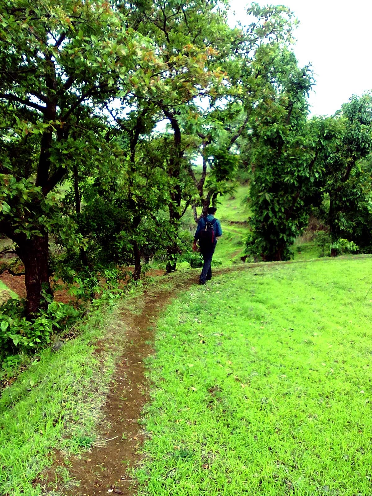 Greenery in Bhandardara