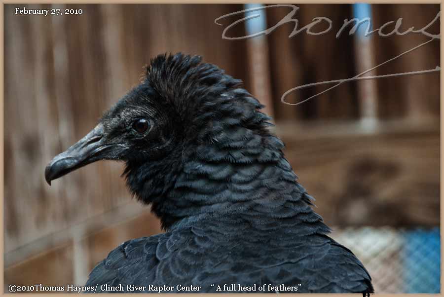 Landing Heron.. awkward beauty Cats, Photos,Jewelry,Jesus: Vultures