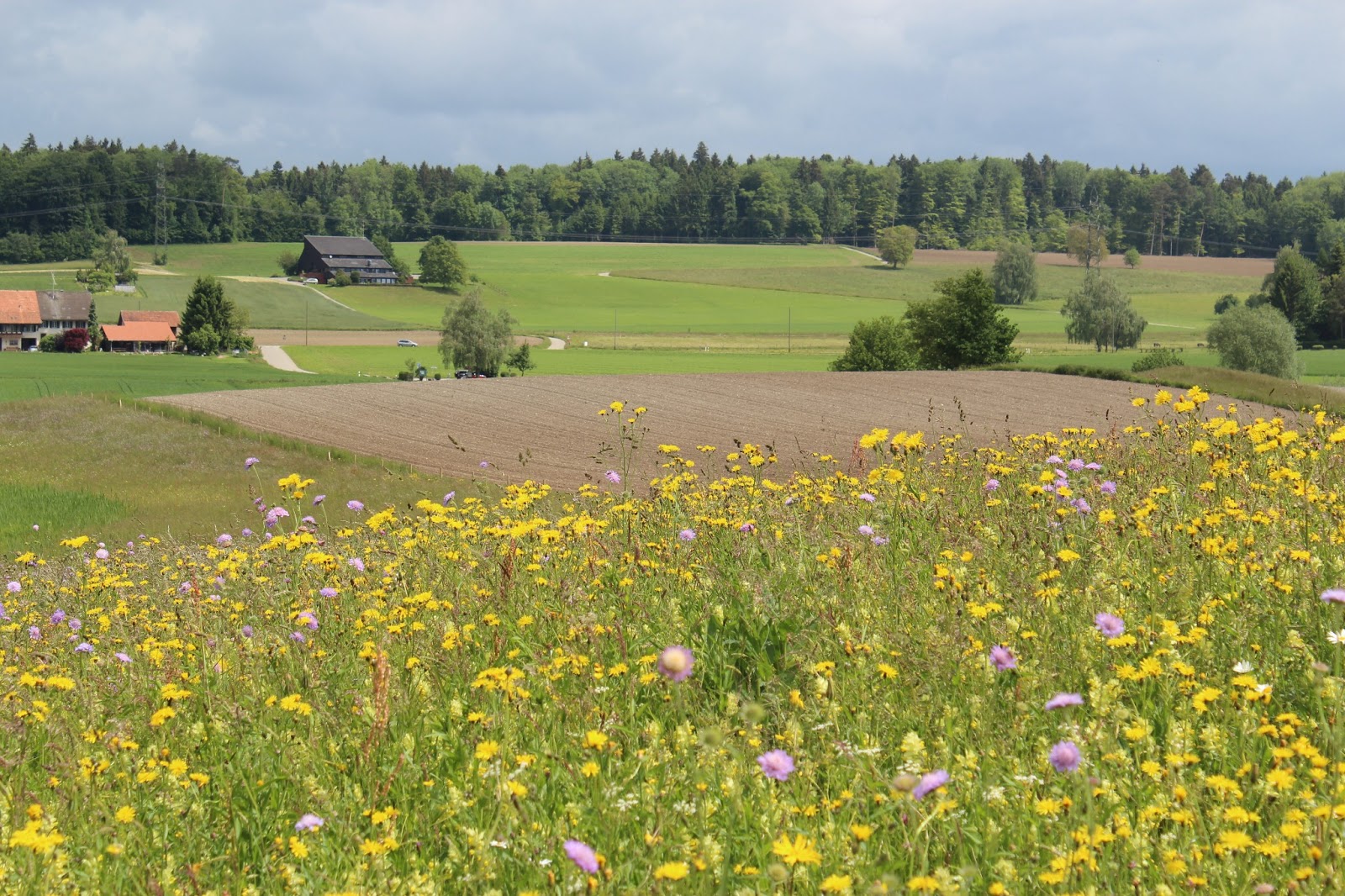 Swiss meadows Emmy in Switzerland