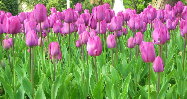 tulipani a Amstedam