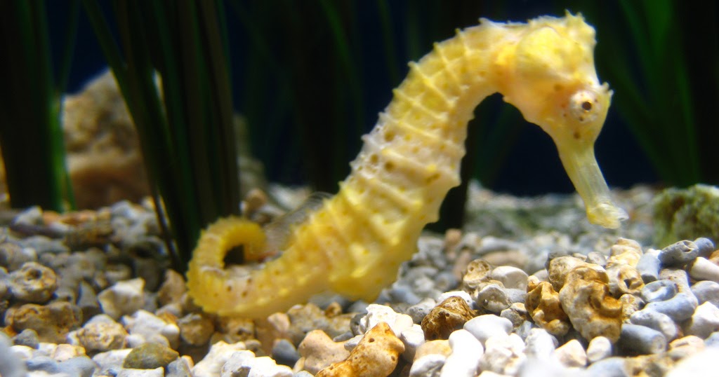 Seahorse