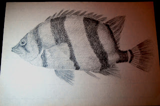 Drawing of a fish