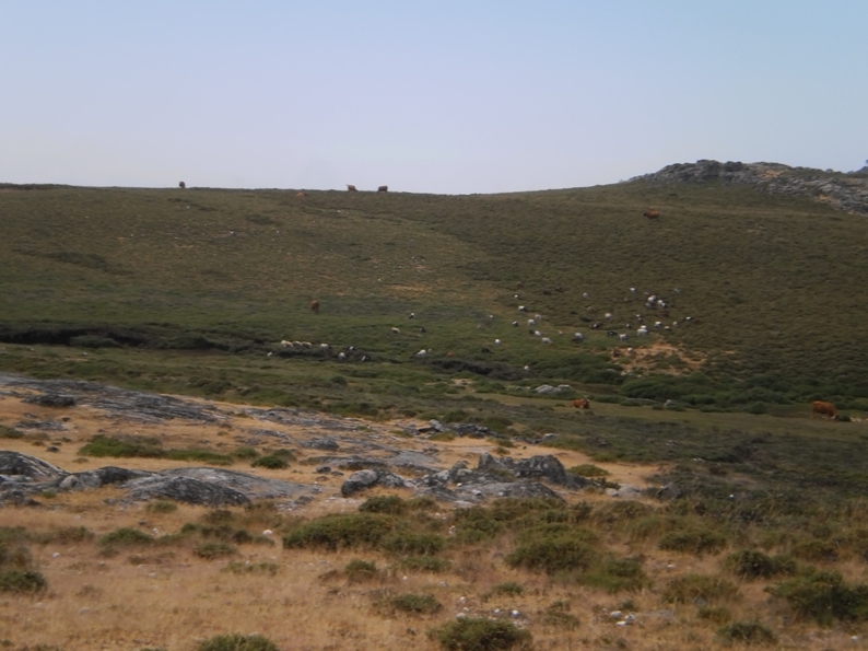 Vacas, cabras e Ovelhas na Serra da Freita