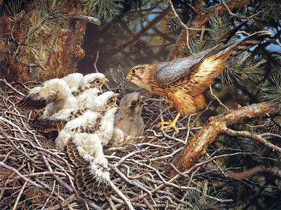 Falcon Bird Falcon Bird