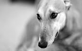 SOS Galgos