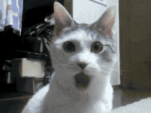 ngowoh.gif