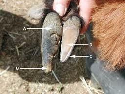 goat hoof goats trimming trim hooves sheep pen care step before horse properly pig farm foot poster feet shelter raising