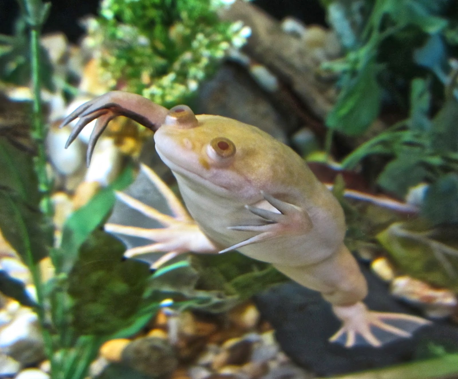 Orange Slices: African Clawed Frog