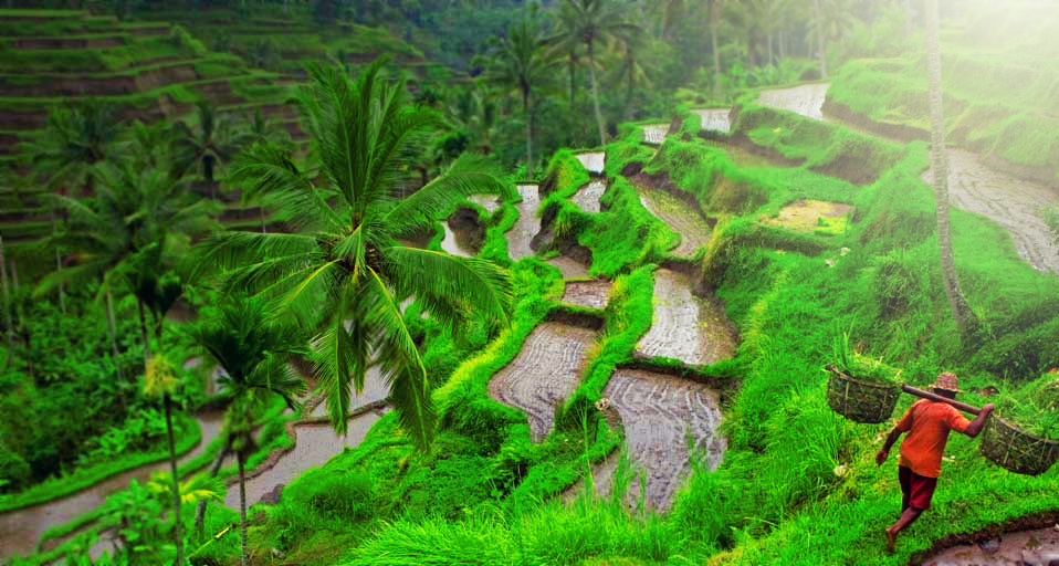 Gambar Pemandangan Sawah yang Indah