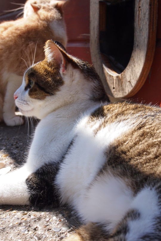 Cat Adoption Netherlands at Scott Evans blog