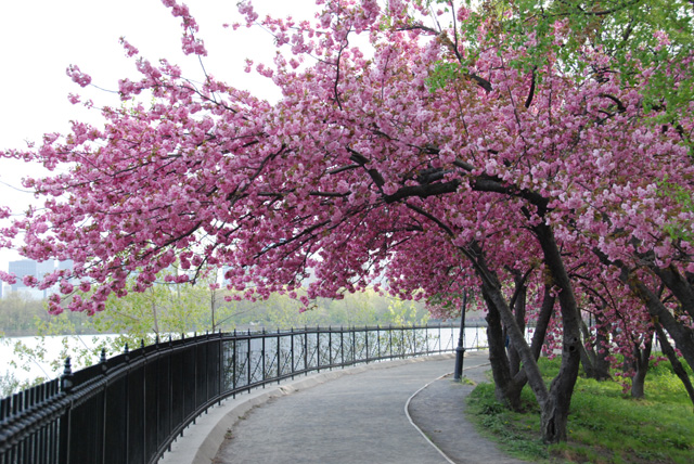 you can make the sun shine anytime cherry blossom math art project you can make the sun shine anytime cherry blossom math art project