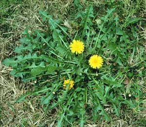 Dandelion greens are quite
